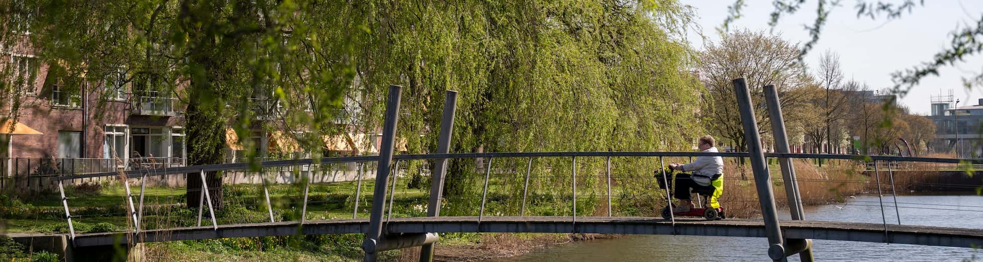 Meer omringd met bomen