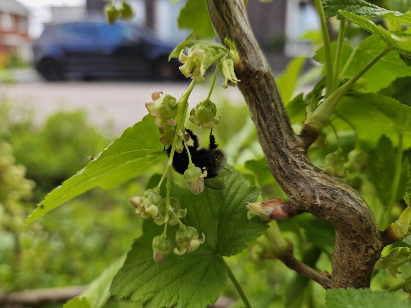 Een close up van een hommel in aan een plant