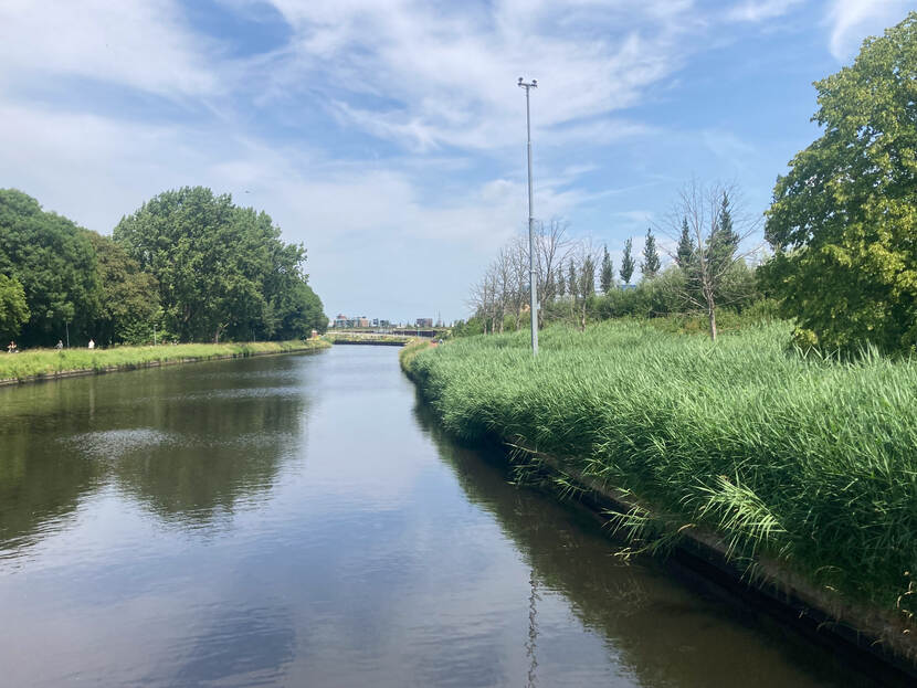 Vaart langs groene kant met riet, gras en bomen