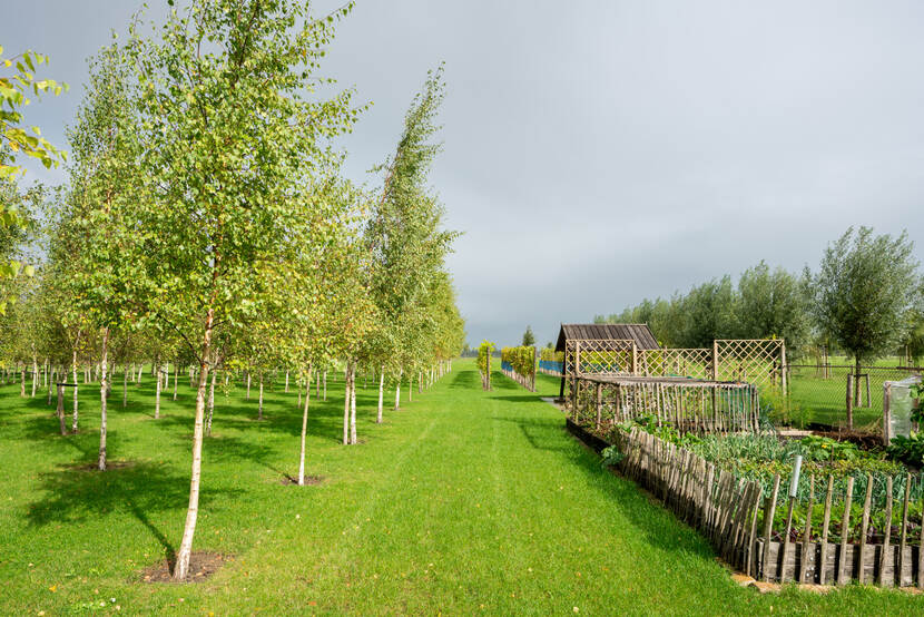 Moestuinen en fruitbomen