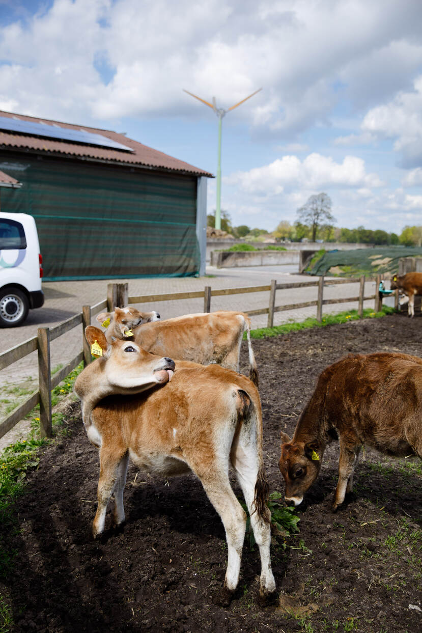 Kalfjes staan op een veld met gras en aarde, op de achtergrond een boerderij