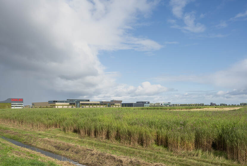 Foto van Schiphol trade park met een strook land met olifantsgras